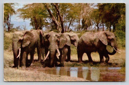 1971 kenya amboseli - amboseli, elephants